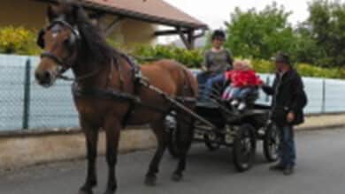 cadre vert attelage