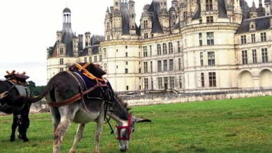 Une randonnée pas si «bête» 13 chambord a dos ane badeau