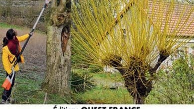 guide des trognes avant