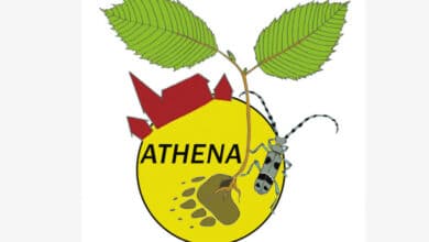 Animations estivales avec ATHENA 16 logo athena avant
