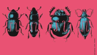 C’est le 6ème été de Quatuor à Vendôme! 15 quatuor voce juillet 22 avant