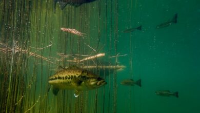 black bass credit @fnpf avant