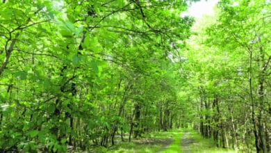 foret vendomois avant