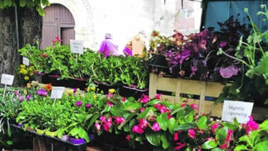 photo 2 marche aux plantes avant