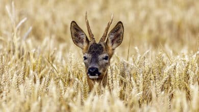 Le patrimoine naturel en vedette 3 expo photo lignieres avant