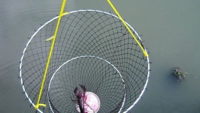 peche ecrevisse 2