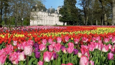 Jardins des tulipes au château de Cheverny 12 tulipes cheverny