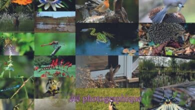 «Eté photographique» à Sargé-sur-Braye 8 etephotographique