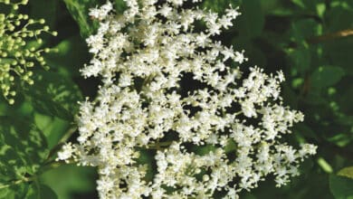 plantes sauvages comestibles