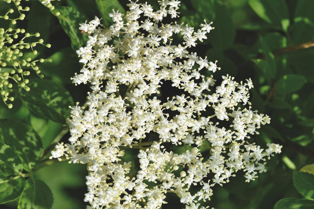 plantes sauvages comestibles