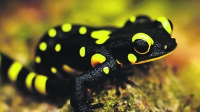 black yellow salamander bent its legs lurked against light green background