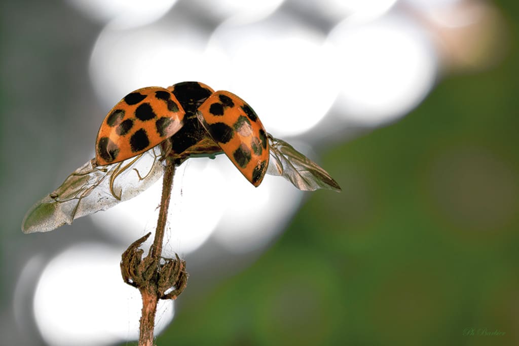 coccinelle 1 1