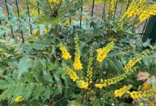 mahonia 1