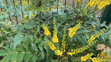 mahonia 1
