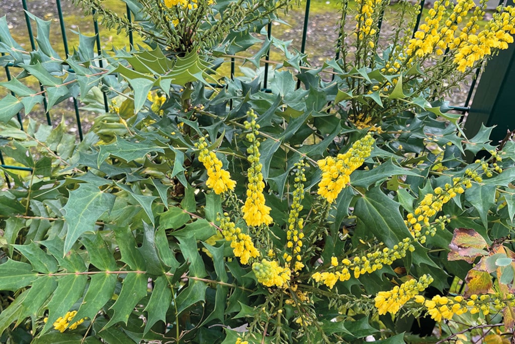 mahonia 1