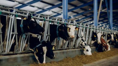 Nouvelles installations d’agriculteurs 9 vache a la ferme 1