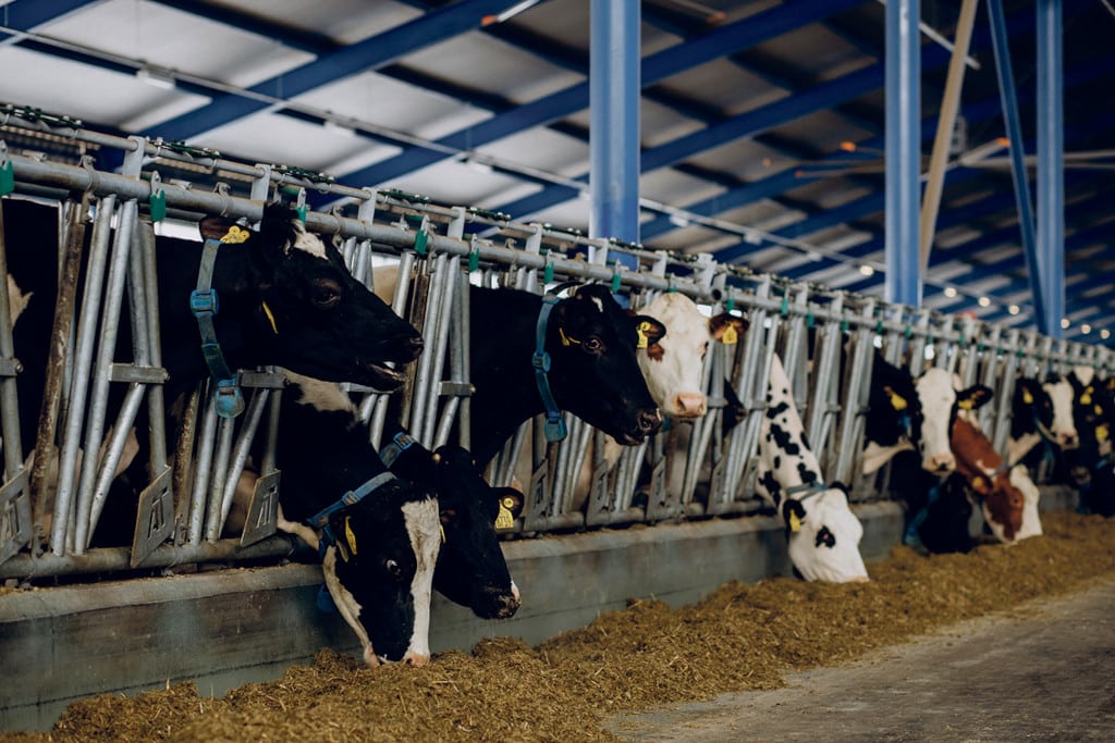 Nouvelles installations d’agriculteurs 1 vache a la ferme 1