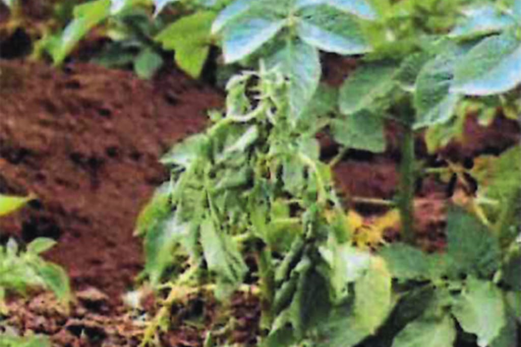 bacterie dans le loir 1