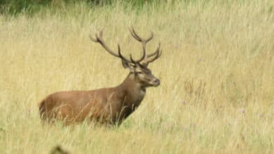 cerf m gervais 003 1