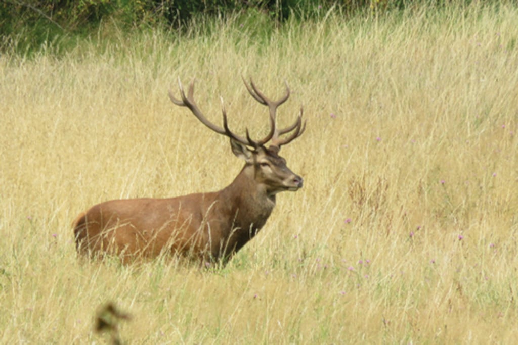 cerf m gervais 003 1