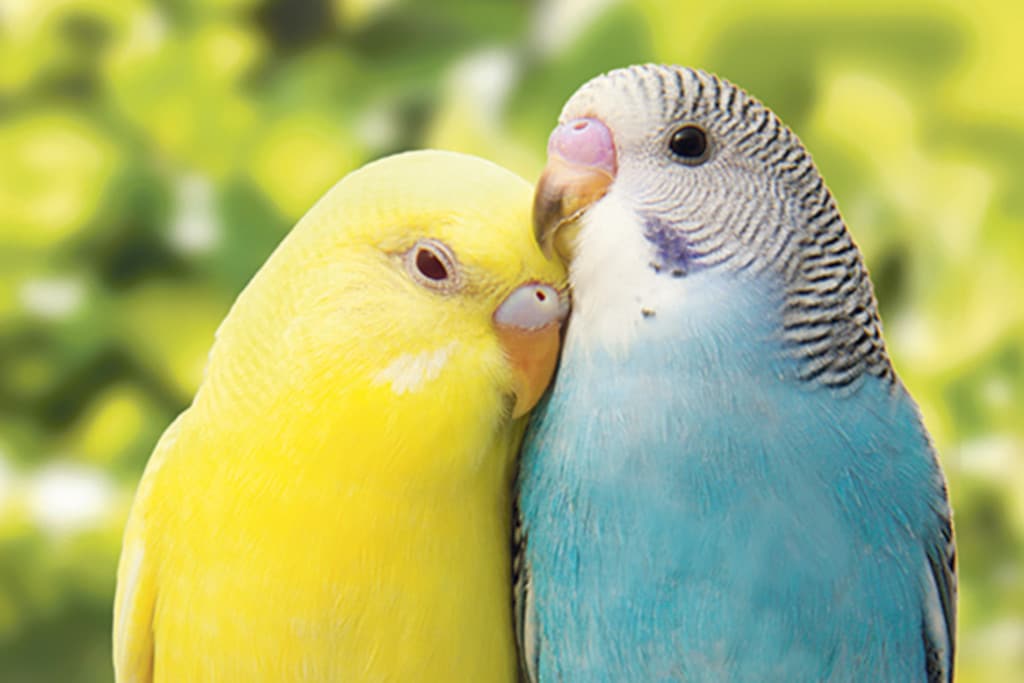 oiseaux 1