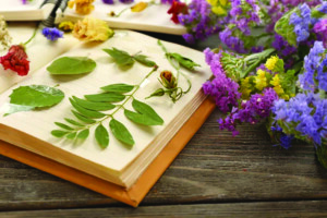 Avec Perche Nature 2 herbier