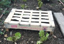 Truc et astuce au jardin...
