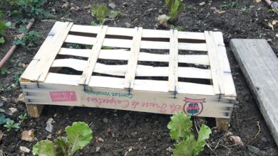 Truc et astuce au jardin... 3 Truc et astuce au jardin...