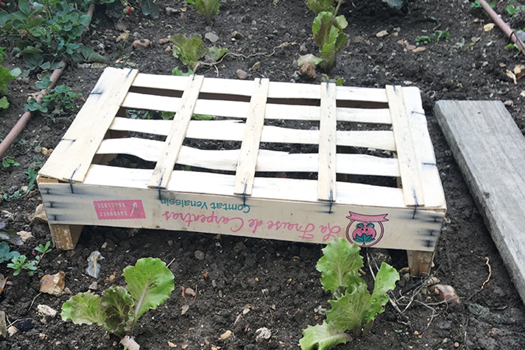 Truc et astuce au jardin... 1 Truc et astuce au jardin...