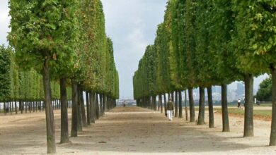 Tailles d'arbres à Vendôme 14 Alignement Tilleuls terras