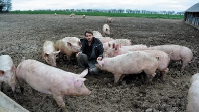 Paul-Emmanuel Boulai, éleveur porcin à Azé, rejoint Le Bottin Gourmand 5 Bottin Gourmand