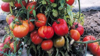 Les tomates d’Anicet 1 Les tomates d’Anicet