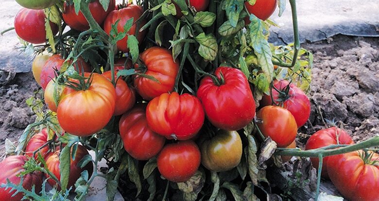 Les tomates d’Anicet