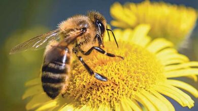 abeille