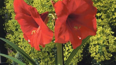 L’amaryllis 9 amaryllis avant