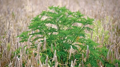 Propagation d’une plante envahissante 4 ambroisie 1