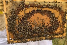 apiculture 2