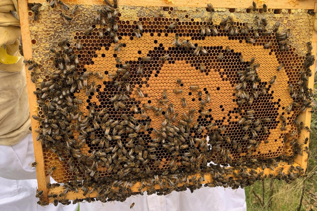 apiculture 2