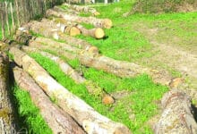 arbres la possonniere 1