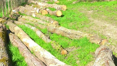 arbres la possonniere 1