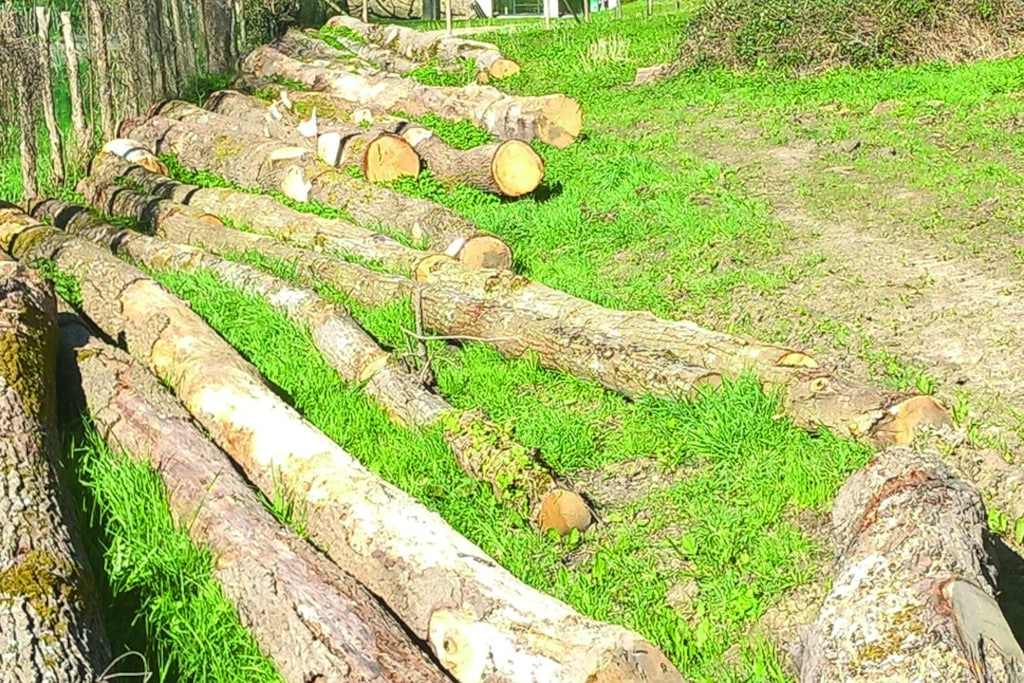 arbres la possonniere 1