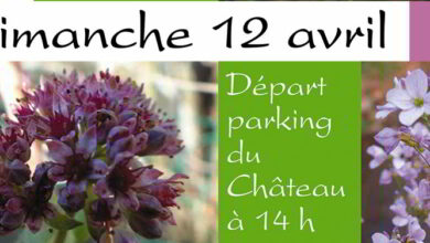 Sortie flore urbaine 13 balade decouverte2015 bandeau