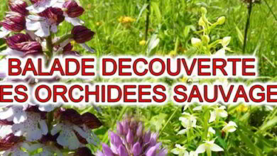 Balade découverte des orchidées sauvages 1 balade orchidees sauvages