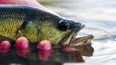 black bass