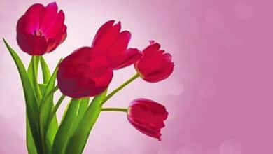 Bon «Culture» 20 bouquet tulipes avant