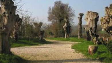 Les trois chemins, depuis la Maison Botanique, 1 seul chemin pour 3 regards. 13 boursay chemin des trognes