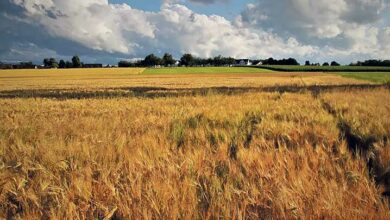 L’alimentation au cœur des débats du Pays Vendômois 8 champ ble