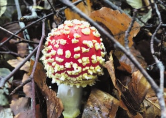 champignon 1