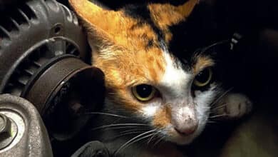 Baisse des températures : regardez sous votre voiture avant de démarrer 10 chat moteur voiture avant