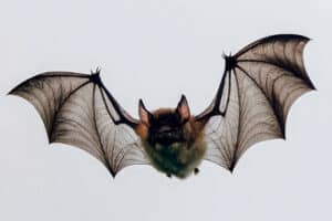 chauve souris 1